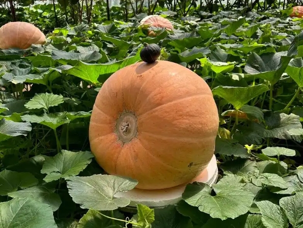 没来过寿光菜博会，别说你见过真正的"蔬菜自由"