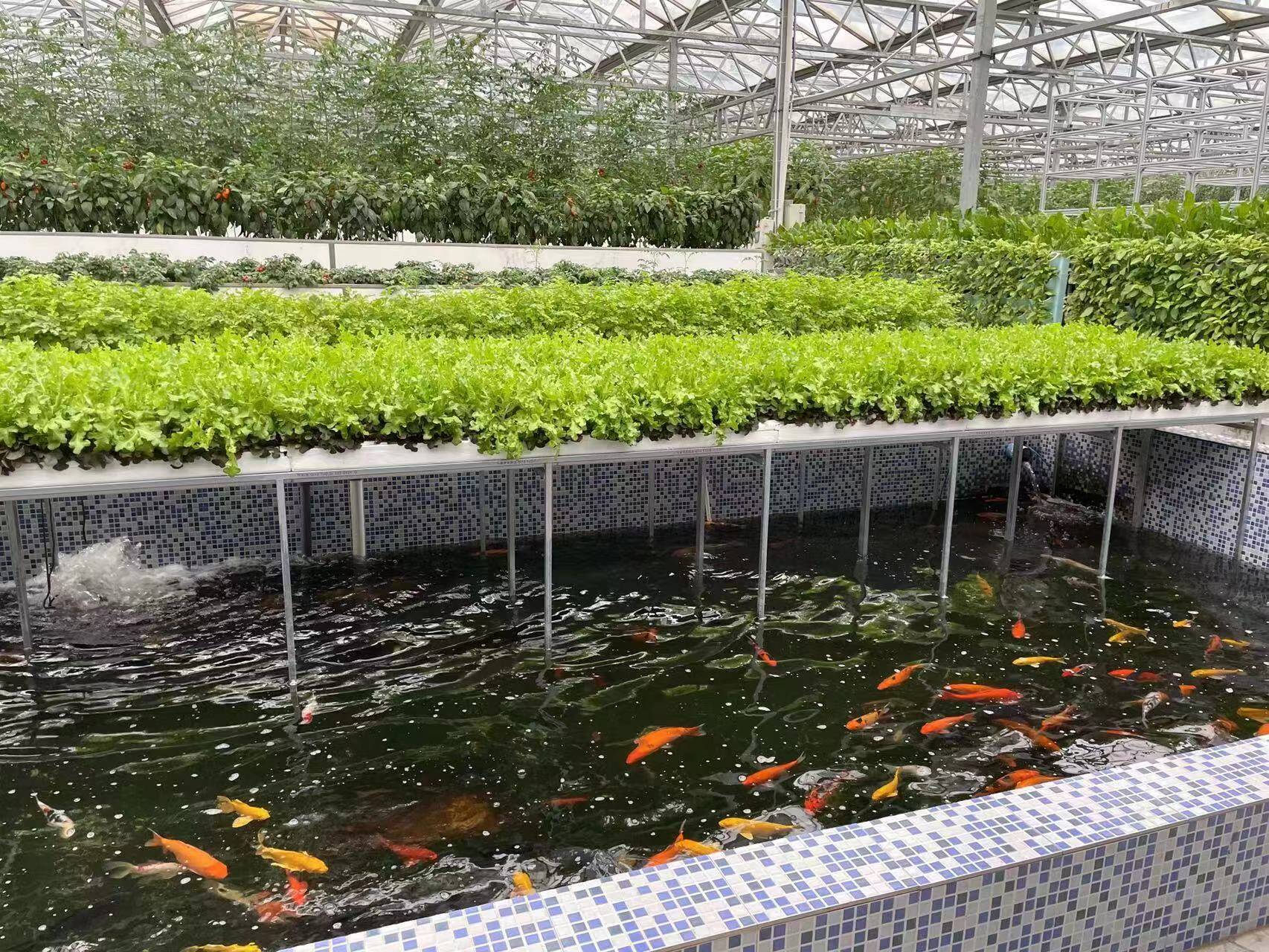 未来农业新趋势：鱼菜共生+物联网，养鱼种菜零浪费！